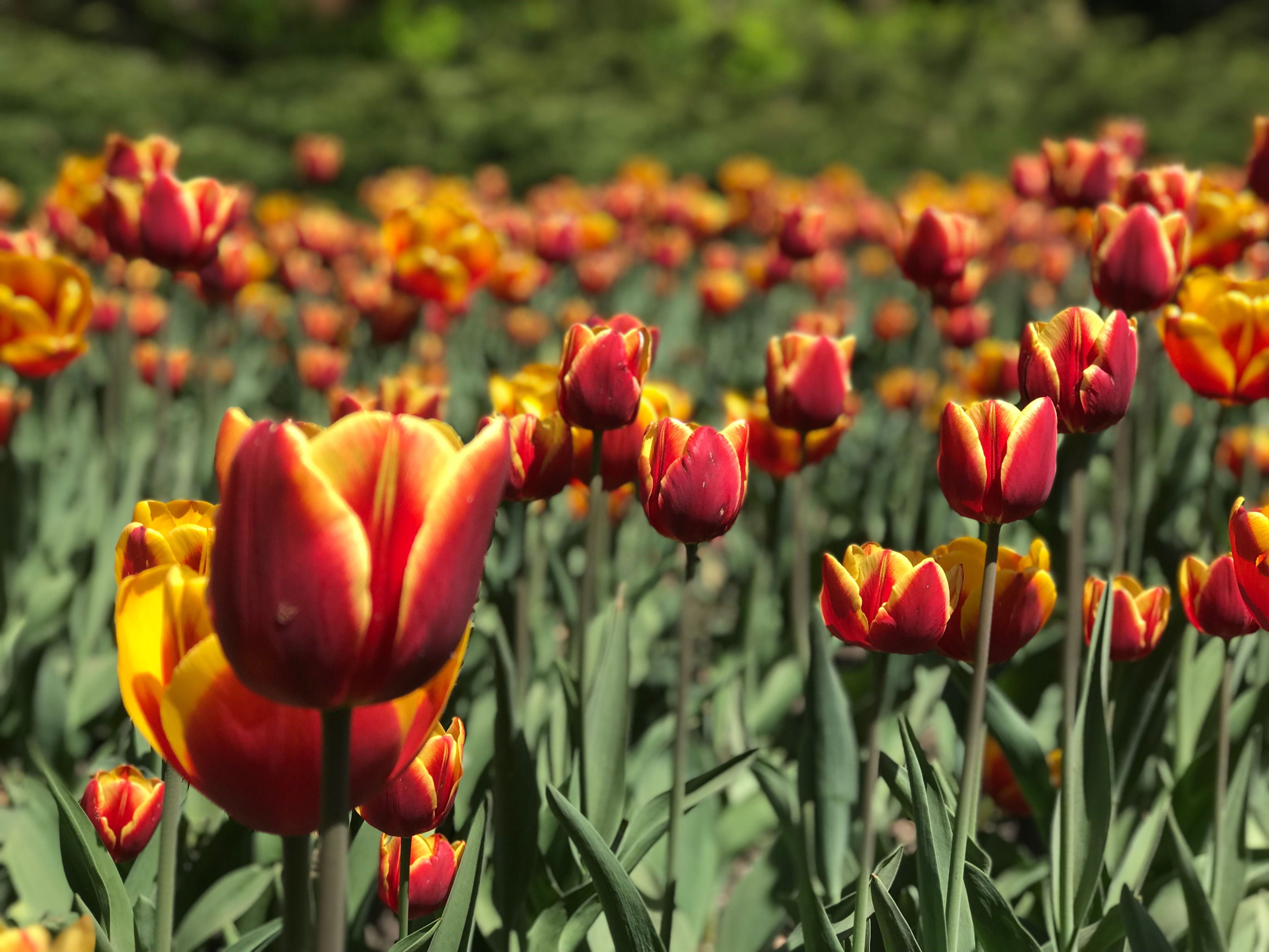 Your Guide to Canada's Largest Tulip Festival Embracing Ottawa